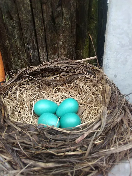 Raymonds Landing Campground Picture 9