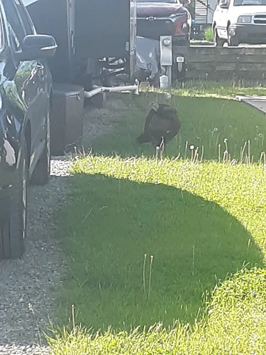 Arrowhead Campground Picture 1