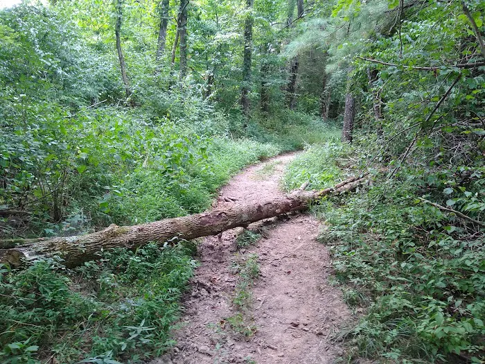 Hueston Woods State Park Horse Camp Picture 10