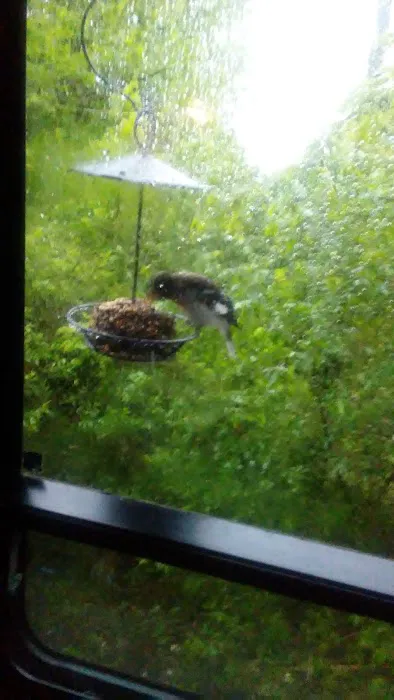 River Ridge Park Picture 5