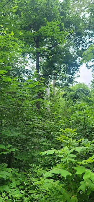 Miami Whitewater Forest Campground Picture 1