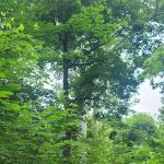 Miami Whitewater Forest Campground