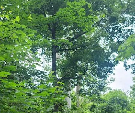 Miami Whitewater Forest Campground