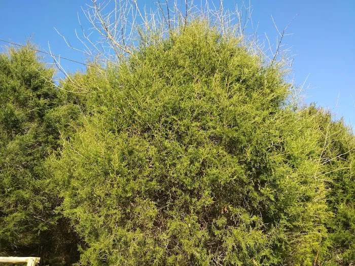 Reservoir horse trail camp Picture 6