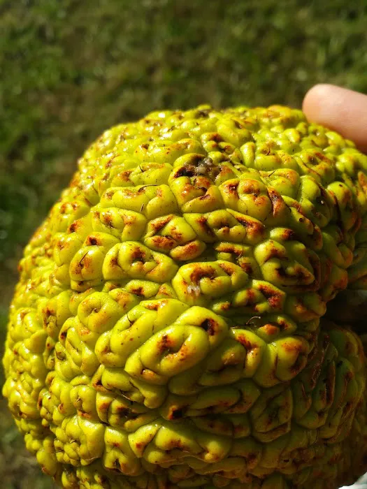 Reservoir horse trail camp Picture 3