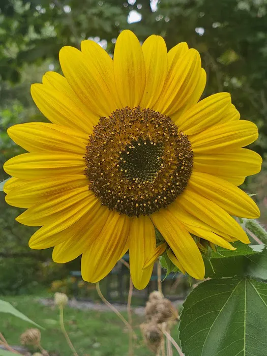 Little Switzerland Cider and Brewery Picture 9