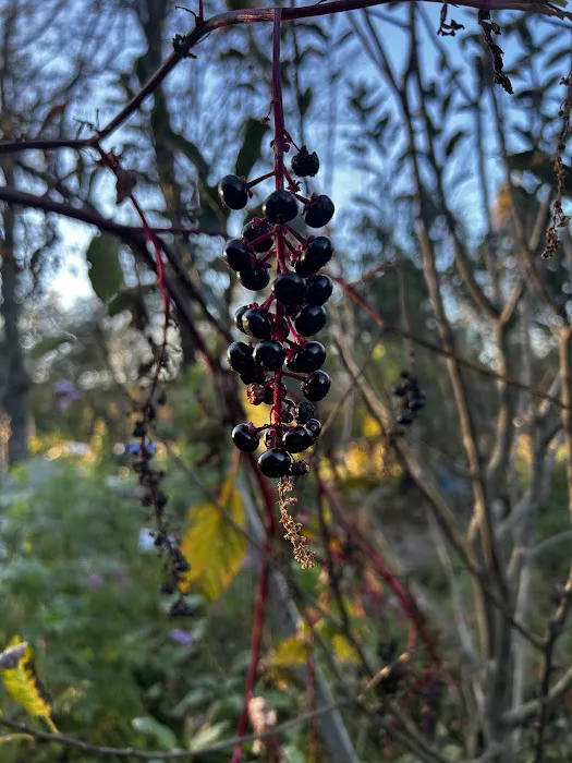 Little Switzerland Cider and Brewery Picture 6
