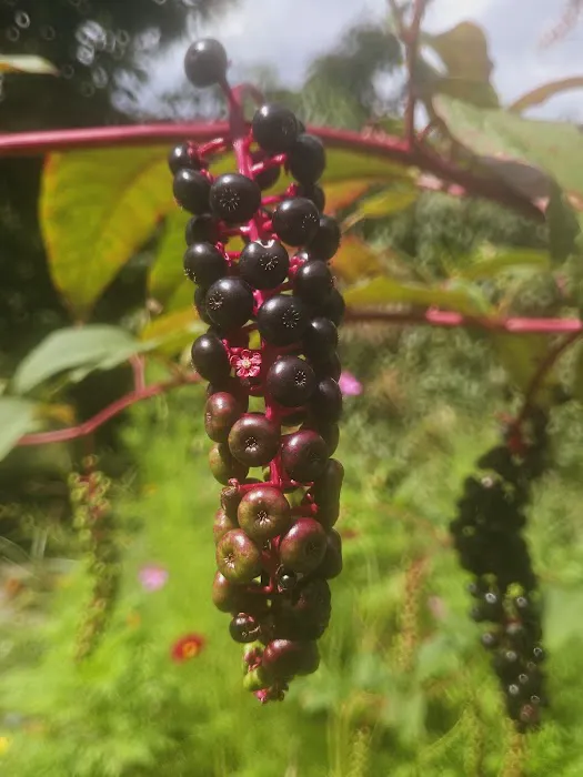 Little Switzerland Cider and Brewery Picture 5