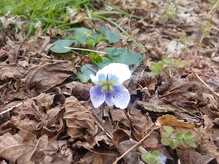 Catawba River Campground Picture 1