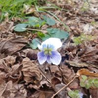 Catawba River Campground ico