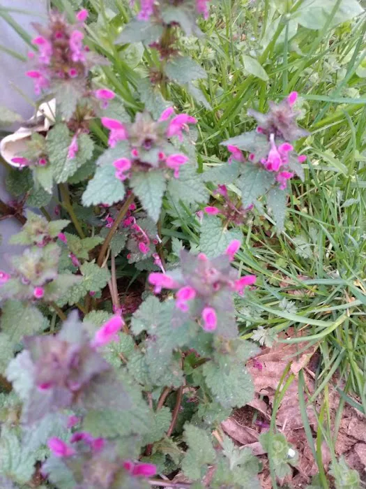 Catawba River Campground Picture 2