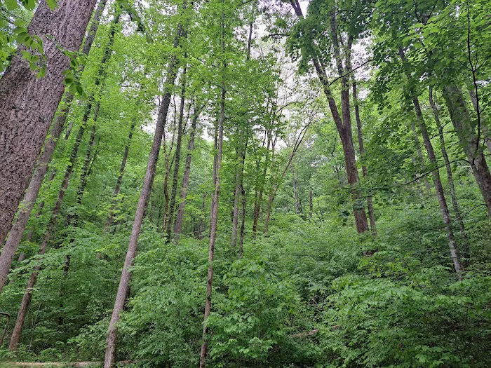 Curtis Creek Campground Picture 2