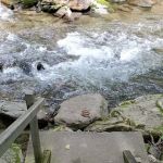 Curtis Creek Campground