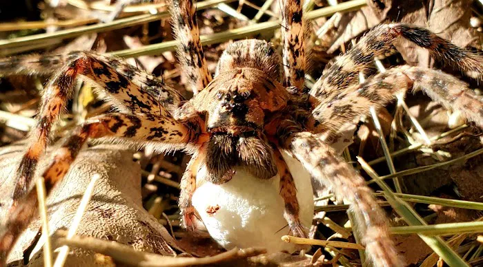 Drala Point Campgrounds Picture 7