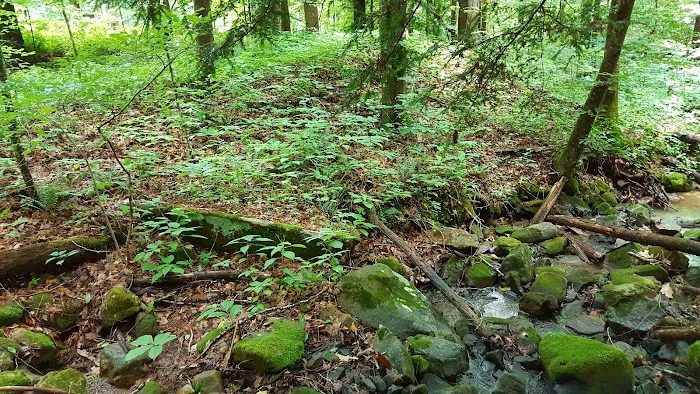 US Forestry Department Picture 2