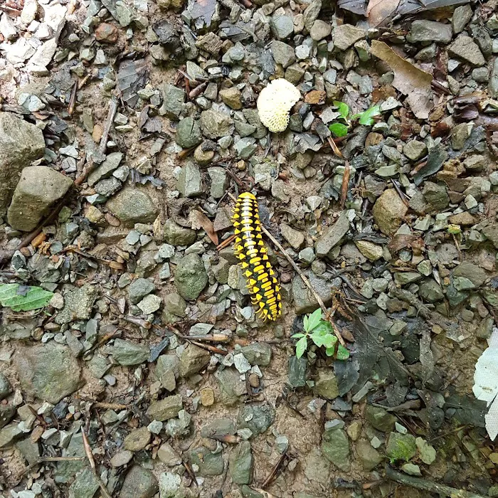 US Forestry Department Picture 9