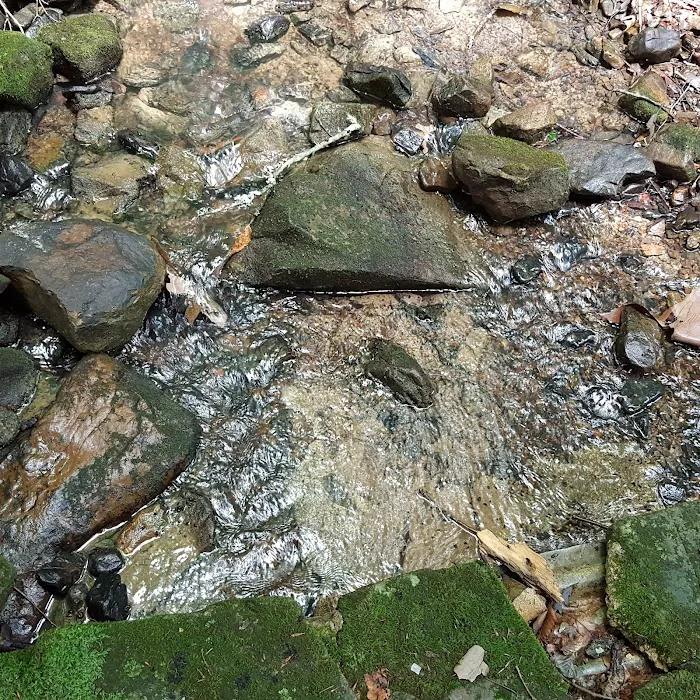 US Forestry Department Picture 10