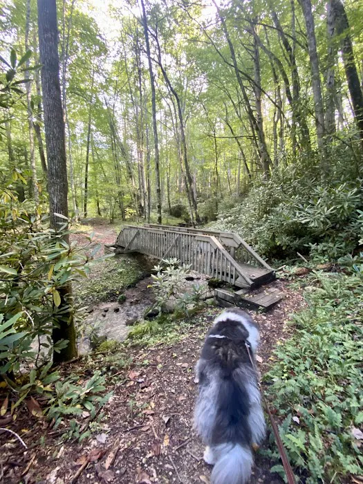 Roan Mountain State Park Campground Picture 2