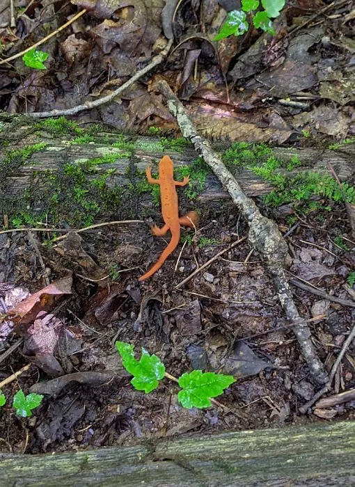 Roan Mountain State Park Campground Picture 4