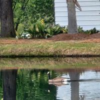 Mr. Tommy's Campground ico