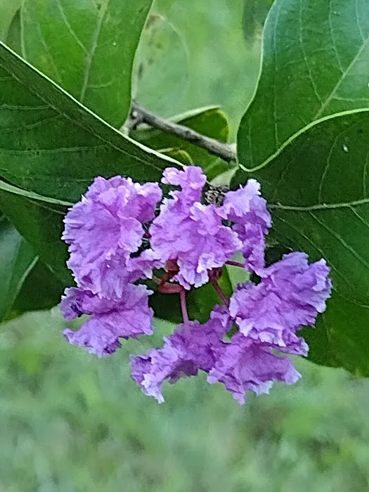 Swamp Fox Campground Picture 2