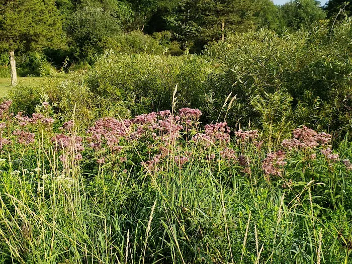 TTCM Bellevue Campground Picture 4