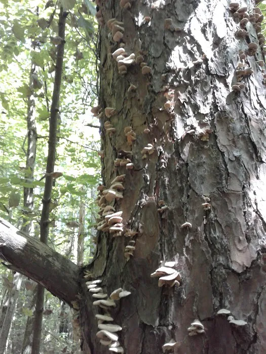 Hueston Woods Campground Picture 7