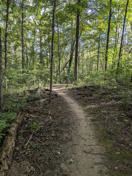 Hueston Woods State Park Campground Picture 7