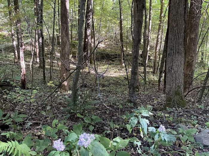 Woodsmoke Campground Picture 5