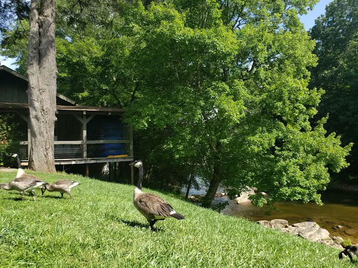 Yancey County Toe River Campground Picture 4