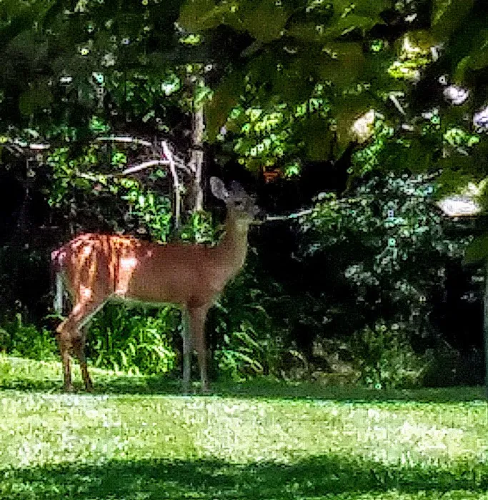 The Campground Rez Picture 5