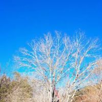 The Campground Rez ico