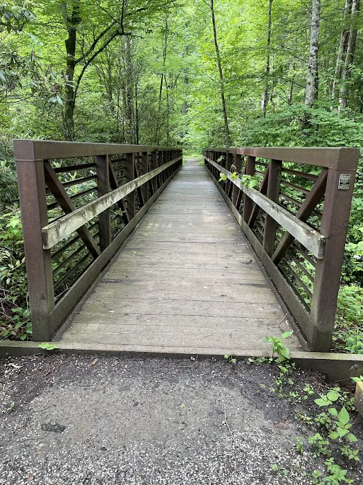 Black Mountain Campground/Briar Bottom Group Campground Picture 10