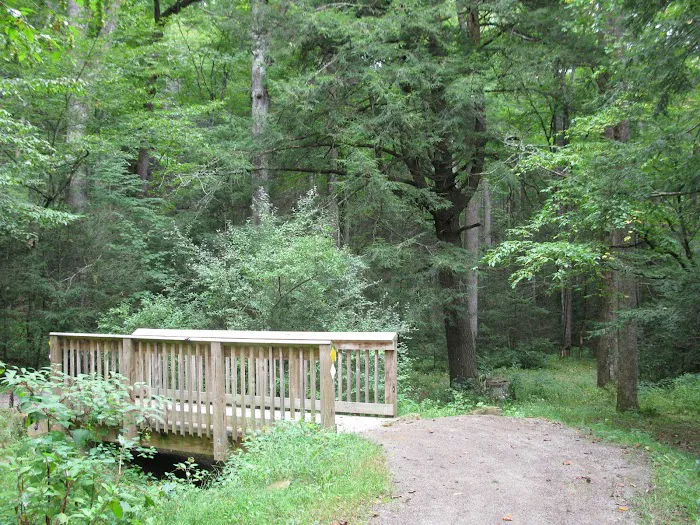 Black Mountain Campground/Briar Bottom Group Campground Picture 5