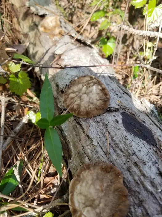 Collins Creek Seasonal Camp Picture 3
