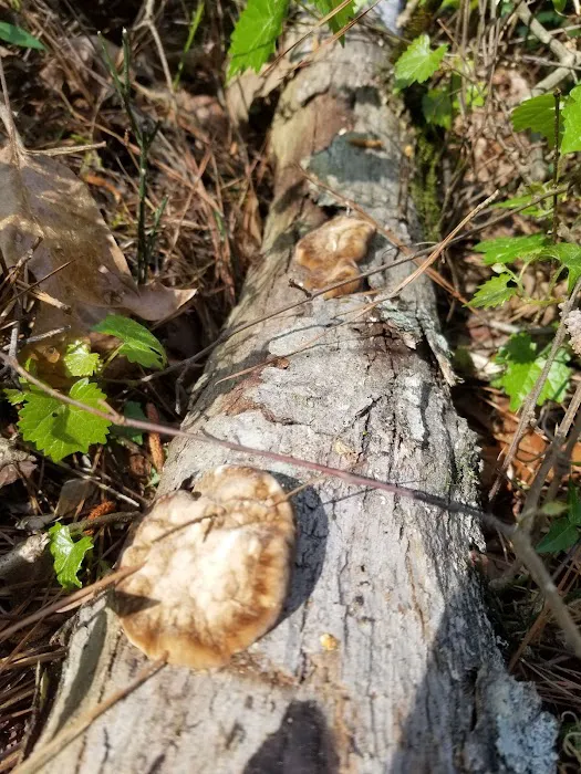 Collins Creek Seasonal Camp Picture 8