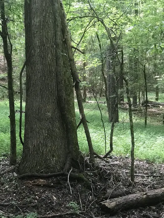 Rocky Branch Seasonal Camp Picture 3