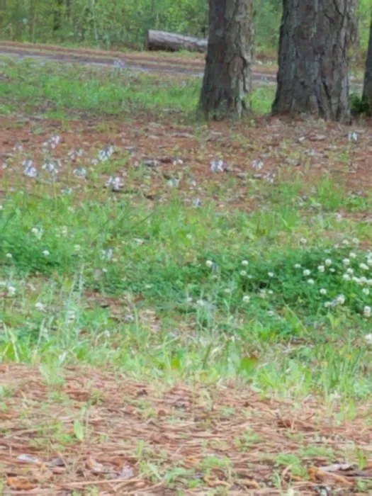 Brick House Campground Picture 10