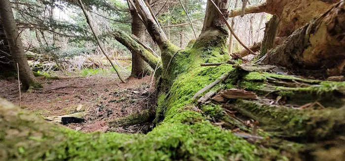 BearBrooke Cabin Picture 7