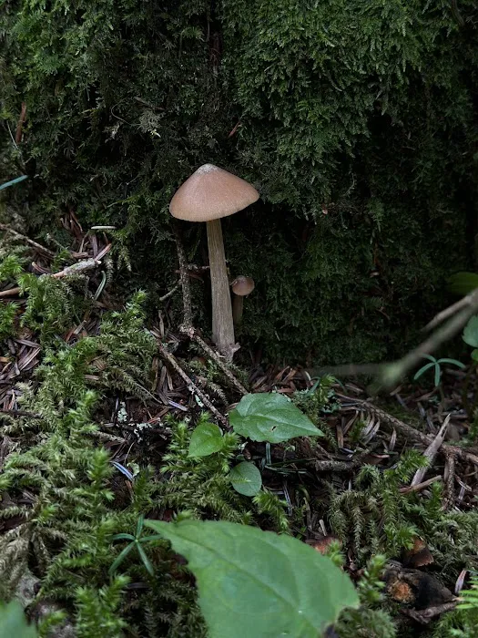 BearBrooke Cabin Picture 4