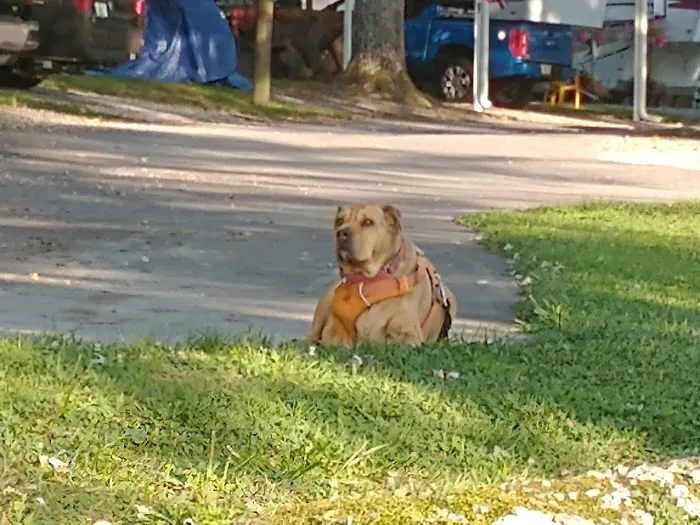 Jaymar Travel Park Picture 7