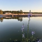 Standing Pines Campground and RV Resort