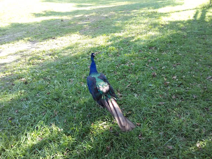 Pines cabin Picture 4