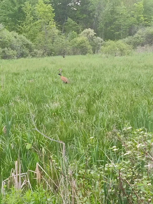 Pines cabin Picture 5