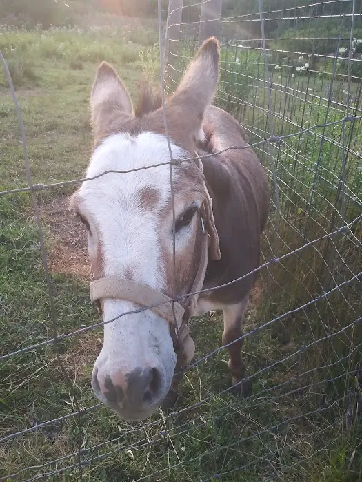 Pines cabin Picture 2