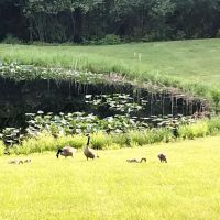 Oak Shores Resort Campground ico