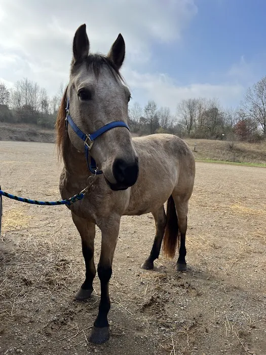 Fort Custer Equestrian Camp & Trailhead Picture 8