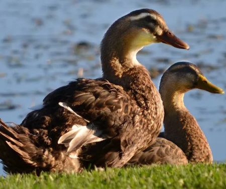 Hidden Pond Campground