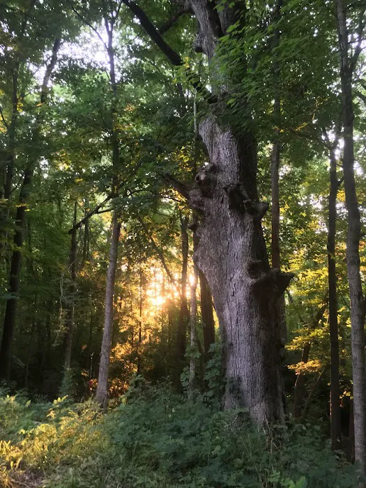 Fire Fly Grove Picture 4