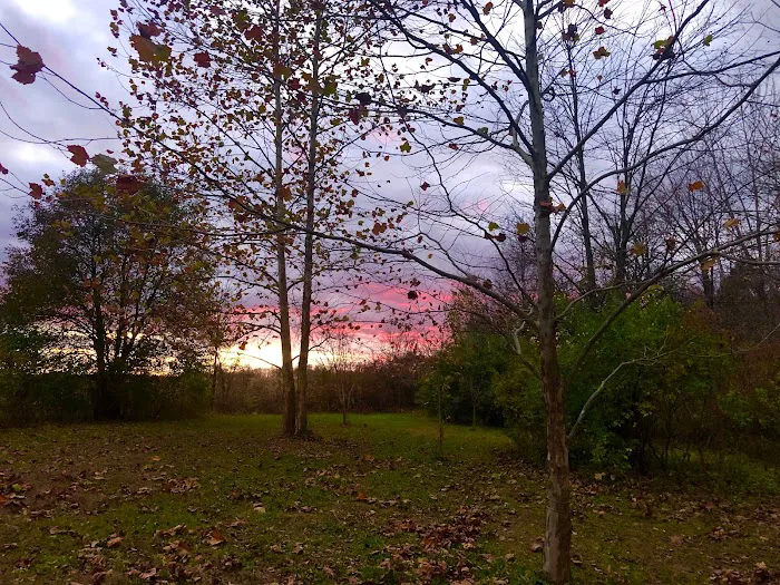 Fire Fly Grove Picture 5